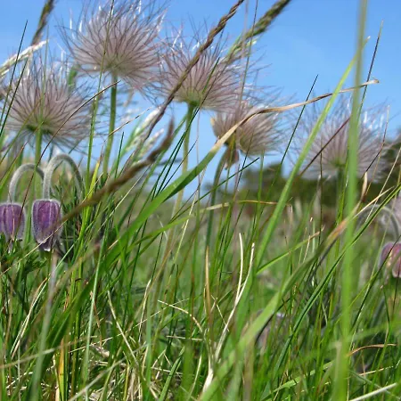 Fuglevaenget Daire Hundested