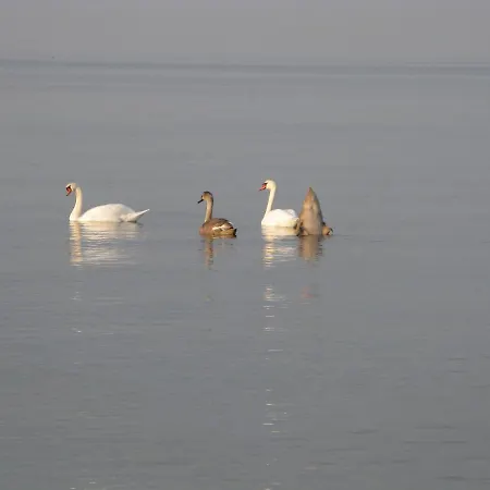 Daire Fuglevaenget Hundested