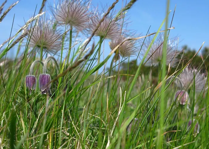 Fuglevaenget דירה הונדסטד