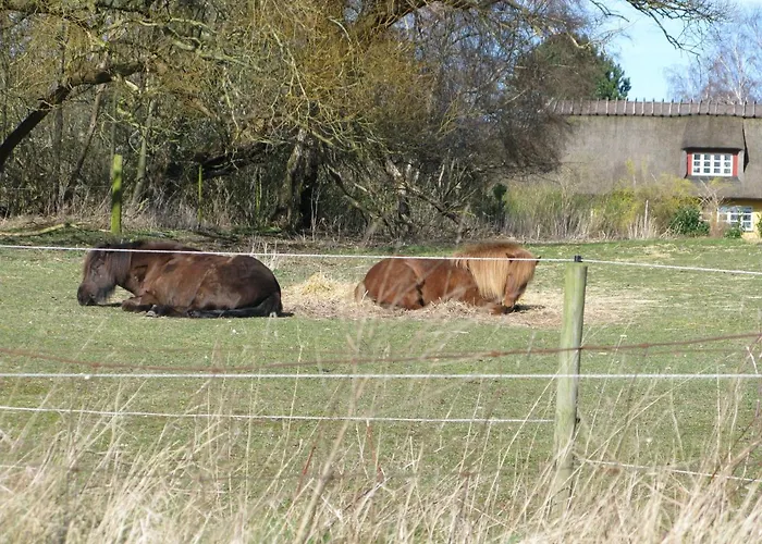 Fuglevaenget 韩德斯泰德