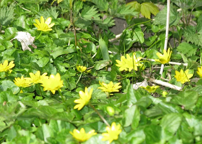 דירה Fuglevaenget *