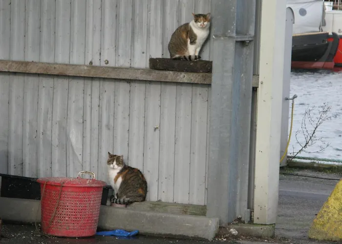 Fuglevaenget * הונדסטד