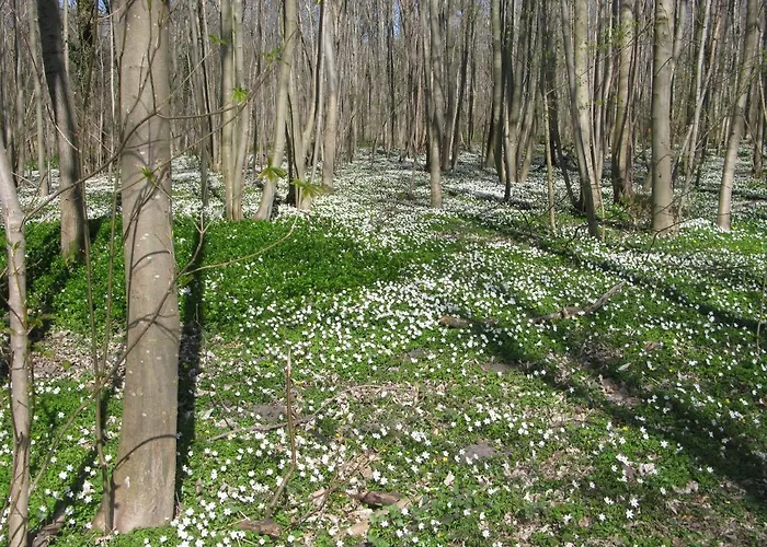 Fuglevaenget * הונדסטד